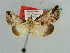  ( - BC ZSM Lep 37879)  @11 [ ] CreativeCommons - Attribution Non-Commercial Share-Alike (2010) Axel Hausmann SNSB, Zoologische Staatssammlung Muenchen