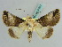  (Risoba obscurivialis - BC ZSM Lep 37883)  @11 [ ] CreativeCommons - Attribution Non-Commercial Share-Alike (2010) Axel Hausmann SNSB, Zoologische Staatssammlung Muenchen