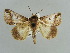  (Risoba menhoferi - BC ZSM Lep 37886)  @11 [ ] CreativeCommons - Attribution Non-Commercial Share-Alike (2010) Axel Hausmann SNSB, Zoologische Staatssammlung Muenchen