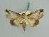  (Risoba wittstadti - BC ZSM Lep 37889)  @11 [ ] CreativeCommons - Attribution Non-Commercial Share-Alike (2010) Axel Hausmann SNSB, Zoologische Staatssammlung Muenchen