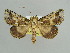  ( - BC ZSM Lep 37893)  @13 [ ] CreativeCommons - Attribution Non-Commercial Share-Alike (2010) Axel Hausmann SNSB, Zoologische Staatssammlung Muenchen