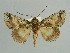  ( - BC ZSM Lep 37894)  @13 [ ] CreativeCommons - Attribution Non-Commercial Share-Alike (2010) Axel Hausmann SNSB, Zoologische Staatssammlung Muenchen