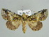  (Risoba calainodes - BC ZSM Lep 37895)  @14 [ ] CreativeCommons - Attribution Non-Commercial Share-Alike (2010) Axel Hausmann SNSB, Zoologische Staatssammlung Muenchen