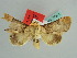  (Risoba hollowayi - BC ZSM Lep 37913)  @13 [ ] CreativeCommons - Attribution Non-Commercial Share-Alike (2010) Axel Hausmann SNSB, Zoologische Staatssammlung Muenchen