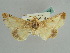  ( - BC ZSM Lep 37916)  @11 [ ] CreativeCommons - Attribution Non-Commercial Share-Alike (2010) Axel Hausmann SNSB, Zoologische Staatssammlung Muenchen