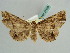  (Pangrapta hollowayi - BC ZSM Lep 37925)  @11 [ ] CreativeCommons - Attribution Non-Commercial Share-Alike (2010) Axel Hausmann SNSB, Zoologische Staatssammlung Muenchen