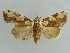  ( - BC ZSM Lep 37939)  @11 [ ] CreativeCommons - Attribution Non-Commercial Share-Alike (2010) Axel Hausmann SNSB, Zoologische Staatssammlung Muenchen