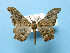  ( - BC ZSM Lep 42233)  @13 [ ] Copyright (2010) Axel Hausmann/Bavarian State Collection of Zoology (ZSM) SNSB, Zoologische Staatssammlung Muenchen