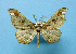  (Hyposidra MS03 - BC ZSM Lep 42234)  @13 [ ] Copyright (2010) Axel Hausmann/Bavarian State Collection of Zoology (ZSM) SNSB, Zoologische Staatssammlung Muenchen