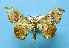  ( - BC ZSM Lep 42238)  @13 [ ] Copyright (2010) Axel Hausmann/Bavarian State Collection of Zoology (ZSM) SNSB, Zoologische Staatssammlung Muenchen