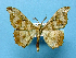  (Hyposidra rufosarcuata - BC ZSM Lep 42243)  @13 [ ] Copyright (2010) Axel Hausmann/Bavarian State Collection of Zoology (ZSM) SNSB, Zoologische Staatssammlung Muenchen