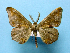  ( - BC ZSM Lep 42245)  @14 [ ] Copyright (2010) Axel Hausmann/Bavarian State Collection of Zoology (ZSM) SNSB, Zoologische Staatssammlung Muenchen
