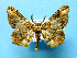  ( - BC ZSM Lep 42252)  @13 [ ] Copyright (2010) Axel Hausmann/Bavarian State Collection of Zoology (ZSM) SNSB, Zoologische Staatssammlung Muenchen