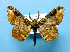  (Hyposidra plagosa - BC ZSM Lep 42253)  @13 [ ] Copyright (2010) Axel Hausmann/Bavarian State Collection of Zoology (ZSM) SNSB, Zoologische Staatssammlung Muenchen