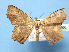  ( - BC ZSM Lep 42266)  @14 [ ] Copyright (2010) Axel Hausmann/Bavarian State Collection of Zoology (ZSM) SNSB, Zoologische Staatssammlung Muenchen