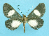  ( - BC ZSM Lep 42270)  @14 [ ] Copyright (2010) Axel Hausmann/Bavarian State Collection of Zoology (ZSM) SNSB, Zoologische Staatssammlung Muenchen