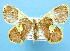  ( - BC ZSM Lep 42291)  @13 [ ] Copyright (2010) Axel Hausmann/Bavarian State Collection of Zoology (ZSM) SNSB, Zoologische Staatssammlung Muenchen