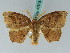  ( - BC ZSM Lep 43382)  @11 [ ] CreativeCommons - Attribution Non-Commercial Share-Alike (2010) Axel Hausmann SNSB, Zoologische Staatssammlung Muenchen