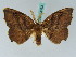  ( - BC ZSM Lep 43383)  @11 [ ] CreativeCommons - Attribution Non-Commercial Share-Alike (2010) Axel Hausmann SNSB, Zoologische Staatssammlung Muenchen