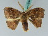  ( - BC ZSM Lep 43384)  @11 [ ] CreativeCommons - Attribution Non-Commercial Share-Alike (2010) Axel Hausmann SNSB, Zoologische Staatssammlung Muenchen