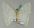  ( - BC ZSM Lep 43392)  @13 [ ] CreativeCommons - Attribution Non-Commercial Share-Alike (2010) Axel Hausmann SNSB, Zoologische Staatssammlung Muenchen