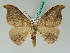  ( - BC ZSM Lep 43418)  @11 [ ] CreativeCommons - Attribution Non-Commercial Share-Alike (2010) Axel Hausmann SNSB, Zoologische Staatssammlung Muenchen