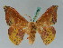  ( - BC ZSM Lep 43421)  @11 [ ] CreativeCommons - Attribution Non-Commercial Share-Alike (2010) Axel Hausmann SNSB, Zoologische Staatssammlung Muenchen