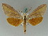  (Leucophlebia UB01 - BC ZSM Lep 43424)  @13 [ ] CreativeCommons - Attribution Non-Commercial Share-Alike (2010) Axel Hausmann SNSB, Zoologische Staatssammlung Muenchen