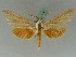  ( - BC ZSM Lep 43425)  @11 [ ] CreativeCommons - Attribution Non-Commercial Share-Alike (2010) Axel Hausmann SNSB, Zoologische Staatssammlung Muenchen