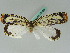  (Cerace UB01 - BC ZSM Lep 43459)  @12 [ ] CreativeCommons - Attribution Non-Commercial Share-Alike (2010) Axel Hausmann SNSB, Zoologische Staatssammlung Muenchen