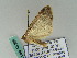  ( - BC ZSM Lep 43465)  @12 [ ] CreativeCommons - Attribution Non-Commercial Share-Alike (2010) Axel Hausmann SNSB, Zoologische Staatssammlung Muenchen