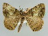  ( - BC ZSM Lep 43469)  @11 [ ] CreativeCommons - Attribution Non-Commercial Share-Alike (2010) Axel Hausmann/Bavarian State Collection of Zoology (ZSM) SNSB, Zoologische Staatssammlung Muenchen