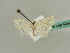  (Scopula AH02Pr - BC ZSM Lep 43494)  @14 [ ] CreativeCommons - Attribution Non-Commercial Share-Alike (2010) Axel Hausmann/Bavarian State Collection of Zoology (ZSM) SNSB, Zoologische Staatssammlung Muenchen