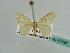  (Scopula AH03ST - BC ZSM Lep 43498)  @11 [ ] CreativeCommons - Attribution Non-Commercial Share-Alike (2010) Axel Hausmann/Bavarian State Collection of Zoology (ZSM) SNSB, Zoologische Staatssammlung Muenchen