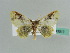  (Eois AH01Tz - BC ZSM Lep 43517)  @14 [ ] CreativeCommons - Attribution Non-Commercial Share-Alike (2010) Axel Hausmann/Bavarian State Collection of Zoology (ZSM) SNSB, Zoologische Staatssammlung Muenchen