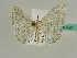  (Scopula AH07Tz - BC ZSM Lep 43520)  @14 [ ] CreativeCommons - Attribution Non-Commercial Share-Alike (2010) Axel Hausmann/Bavarian State Collection of Zoology (ZSM) SNSB, Zoologische Staatssammlung Muenchen