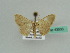  (Scopula AH07Gm - BC ZSM Lep 43533)  @11 [ ] CreativeCommons - Attribution Non-Commercial Share-Alike (2010) Axel Hausmann/Bavarian State Collection of Zoology (ZSM) SNSB, Zoologische Staatssammlung Muenchen