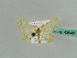  (Idaea BOLD:AAE5596 - BC ZSM Lep 43540)  @14 [ ] CreativeCommons - Attribution Non-Commercial Share-Alike (2010) Axel Hausmann/Bavarian State Collection of Zoology (ZSM) SNSB, Zoologische Staatssammlung Muenchen