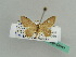  ( - BC ZSM Lep 43541)  @11 [ ] CreativeCommons - Attribution Non-Commercial Share-Alike (2010) Axel Hausmann/Bavarian State Collection of Zoology (ZSM) SNSB, Zoologische Staatssammlung Muenchen