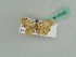  ( - BC ZSM Lep 43542)  @11 [ ] CreativeCommons - Attribution Non-Commercial Share-Alike (2010) Axel Hausmann/Bavarian State Collection of Zoology (ZSM) SNSB, Zoologische Staatssammlung Muenchen