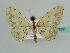  (Scopula transcaspica - BC ZSM Lep 43551)  @13 [ ] CreativeCommons - Attribution Non-Commercial Share-Alike (2010) Axel Hausmann/Bavarian State Collection of Zoology (ZSM) SNSB, Zoologische Staatssammlung Muenchen