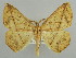  ( - BC ZSM Lep 43690)  @13 [ ] CreativeCommons - Attribution Non-Commercial Share-Alike (2010) Axel Hausmann/Bavarian State Collection of Zoology (ZSM) SNSB, Zoologische Staatssammlung Muenchen