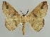  (Miantochora interrupta - BC ZSM Lep 43706)  @14 [ ] CreativeCommons - Attribution Non-Commercial Share-Alike (2010) Axel Hausmann/Bavarian State Collection of Zoology (ZSM) SNSB, Zoologische Staatssammlung Muenchen