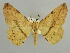  (Miantochora AH01Ke - BC ZSM Lep 43707)  @13 [ ] CreativeCommons - Attribution Non-Commercial Share-Alike (2010) Axel Hausmann/Bavarian State Collection of Zoology (ZSM) SNSB, Zoologische Staatssammlung Muenchen