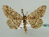  ( - BC ZSM Lep 43712)  @13 [ ] CreativeCommons - Attribution Non-Commercial Share-Alike (2010) Axel Hausmann/Bavarian State Collection of Zoology (ZSM) SNSB, Zoologische Staatssammlung Muenchen
