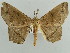  (Miantochora AH03Ke - BC ZSM Lep 43720)  @13 [ ] CreativeCommons - Attribution Non-Commercial Share-Alike (2010) Axel Hausmann/Bavarian State Collection of Zoology (ZSM) SNSB, Zoologische Staatssammlung Muenchen