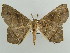  (Miantochora AH04Ke - BC ZSM Lep 43721)  @14 [ ] CreativeCommons - Attribution Non-Commercial Share-Alike (2010) Axel Hausmann/Bavarian State Collection of Zoology (ZSM) SNSB, Zoologische Staatssammlung Muenchen