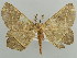  (Miantochora AH05Ke - BC ZSM Lep 43722)  @14 [ ] CreativeCommons - Attribution Non-Commercial Share-Alike (2010) Axel Hausmann/Bavarian State Collection of Zoology (ZSM) SNSB, Zoologische Staatssammlung Muenchen