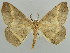  (Miantochora AH06Ke - BC ZSM Lep 43723)  @13 [ ] CreativeCommons - Attribution Non-Commercial Share-Alike (2010) Axel Hausmann/Bavarian State Collection of Zoology (ZSM) SNSB, Zoologische Staatssammlung Muenchen