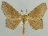  (Miantochora AH07Ke - BC ZSM Lep 43724)  @14 [ ] CreativeCommons - Attribution Non-Commercial Share-Alike (2010) Axel Hausmann/Bavarian State Collection of Zoology (ZSM) SNSB, Zoologische Staatssammlung Muenchen